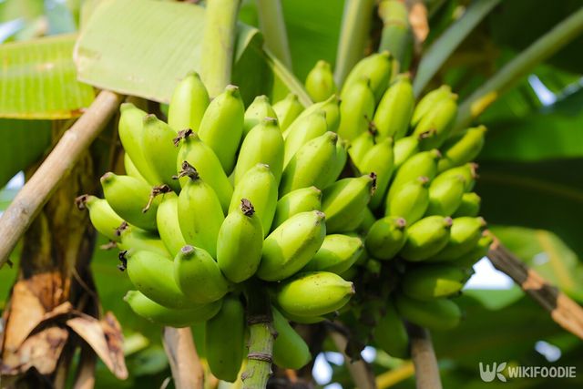 바나나 나무에 매달린 신선한 녹색 바나나 한 다발. / Bowonpat Sakaew-shutterstock.com