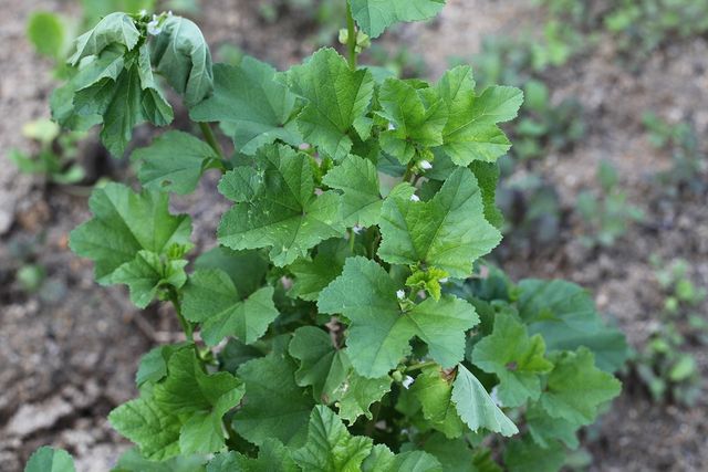 아욱 자료사진. / 국립생물자원관 제공