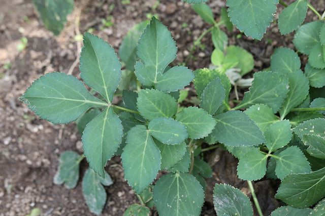 바디나물(연삼) 자료사진. / 국립생물자원관 제공