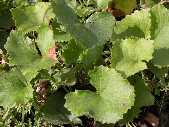 머위 자료사진. / 국립생물자원관 제공