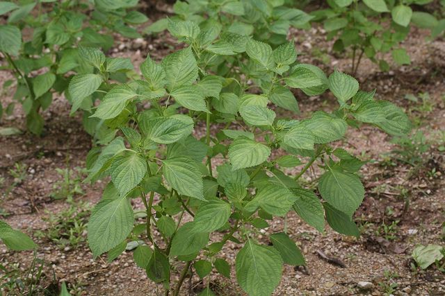 들깨 자료사진. / 국립생물자원관 제공