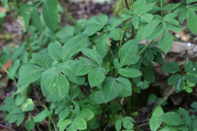 연삼 자료사진. / 국립생물자원관 제공