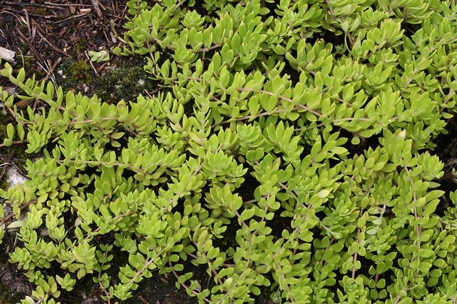 돌나물 자료사진. / 국립생물자원관 제공