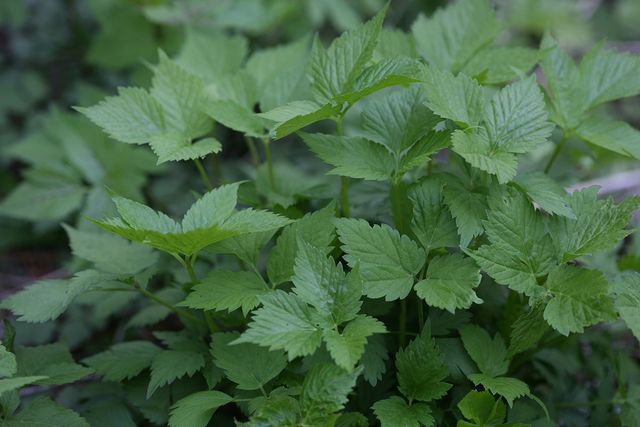참나물 자료사진. / 국립생물자원관 제공