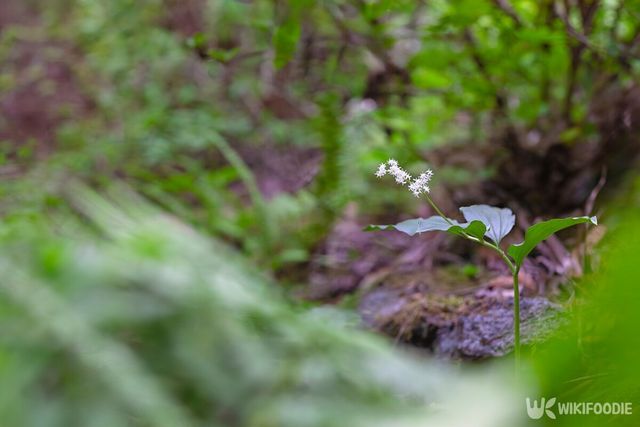 풀솜대. / green scent-shutterstock.com