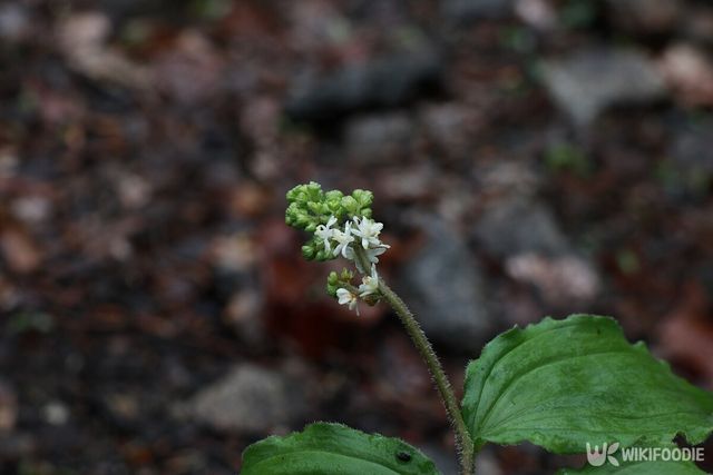 풀솜대. / jbg0505-shutterstock.com