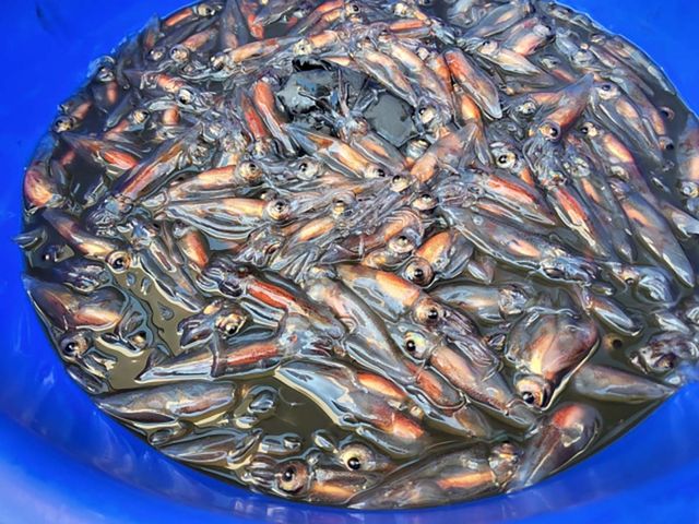 주민들이 울릉도 천부항에서 잡았던 반딧불오징어. / 울릉군 북면사무소&nbsp;