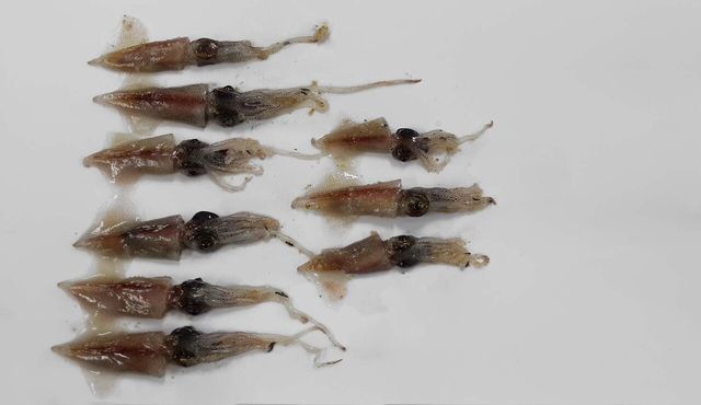 반딧불오징어 / 국립수산과학원