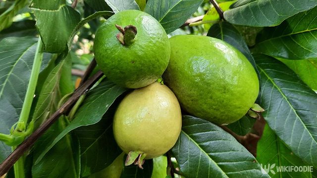 구아바 자료사진. / MTN2705-shutterstock.com