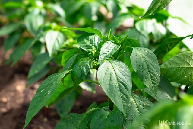 고춧잎 자료사진. / av_antropov-shutterstock.com