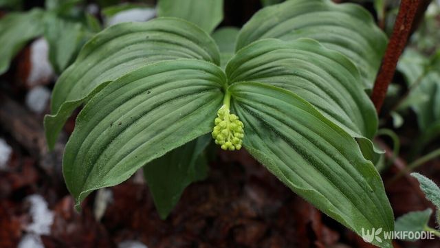 풀솜대. / jbg0505-shutterstock.com