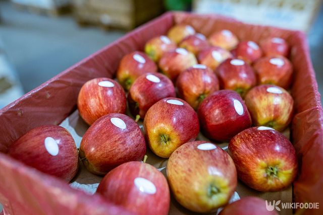 사과 자료사진. / Sodel Vladyslav-shutterstock.com