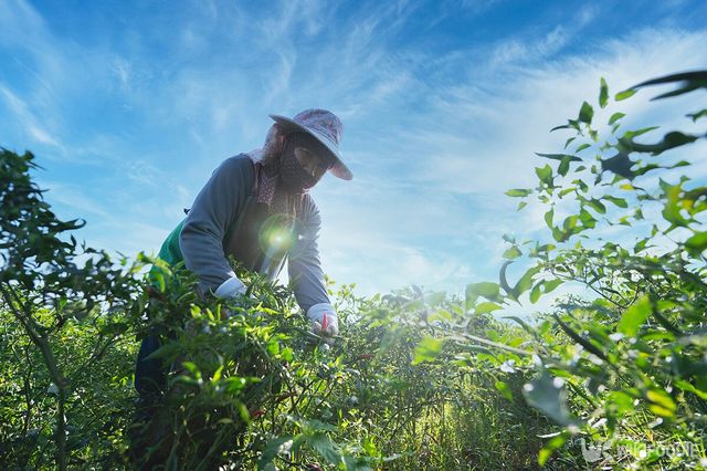고추를 수확하는 모습. / Somchai_Stock-shutterstock.com