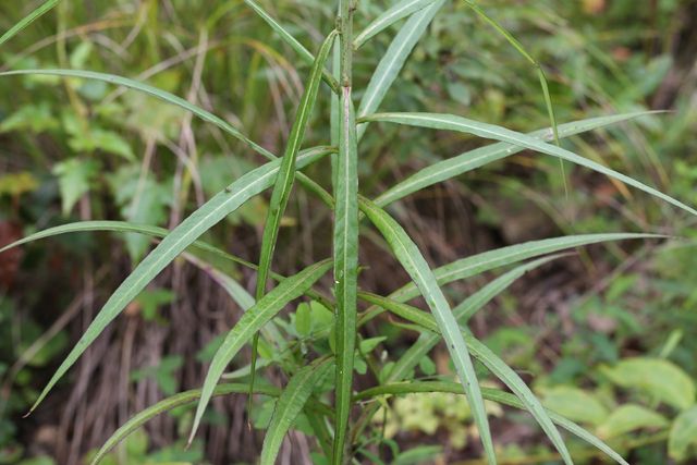 왕고들빼기 자료사진. / 국립생물자원관 제공