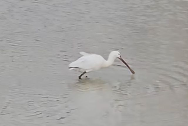 먹이를 사냥하는 멸종위기종 노랑부리저어새의 모습이 포착됐다. / 유튜브 '환경문화조직위원회'