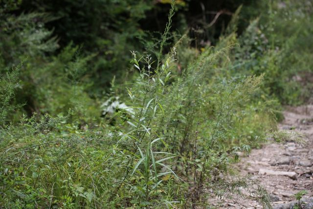 왕고들빼기 자료사진. / 국립생물자원관 제공