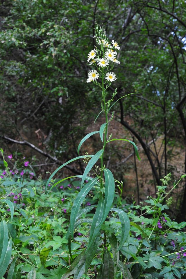 왕고들빼기 자료사진. / 국립생물자원관 제공
