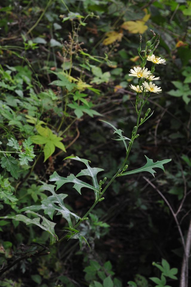 왕고들빼기 자료사진. / 국립생물자원관 제공
