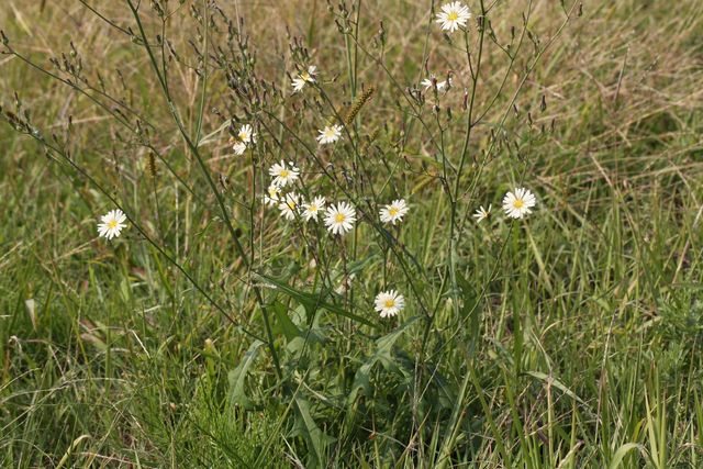 왕고들빼기 자료사진. / 국립생물자원관 제공