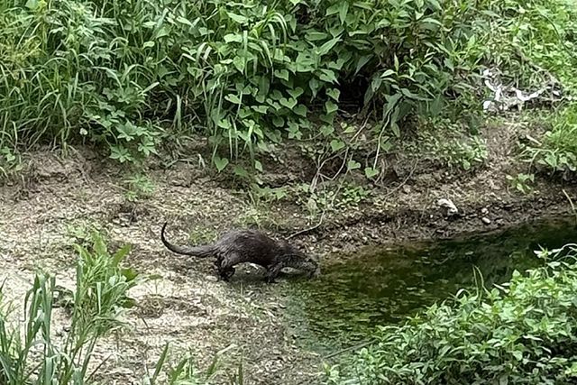 전주 덕진공원에서 발견된 수달의 모습. / 전주시 제공