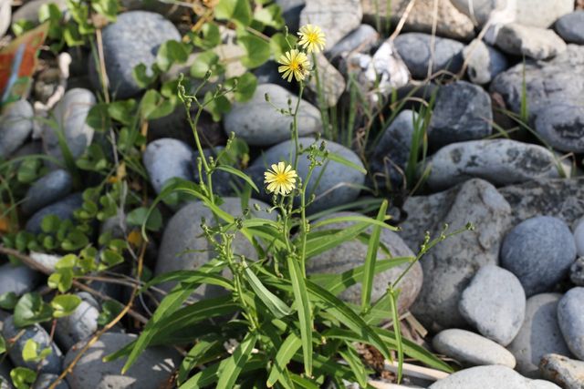 왕고들빼기 자료사진. / 국립생물자원관 제공