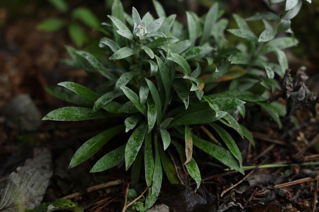 한라솜다리 자료사진. / 국립생태원 이형종