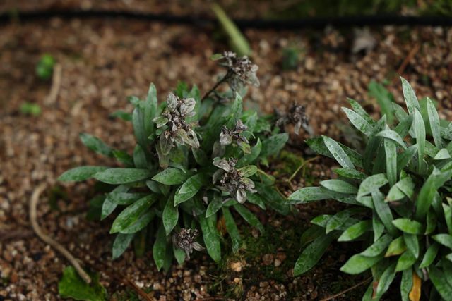 한라솜다리 자료사진. / 국립생태원 이형종