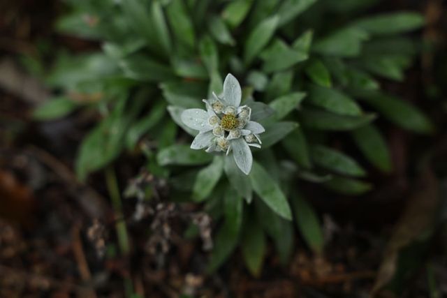 한라솜다리 자료사진. / 국립생태원 이형종