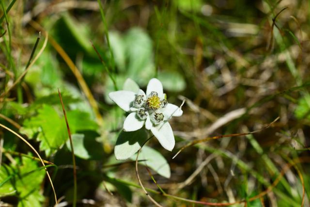 한라솜다리 자료사진. / 국립생태원 이형종