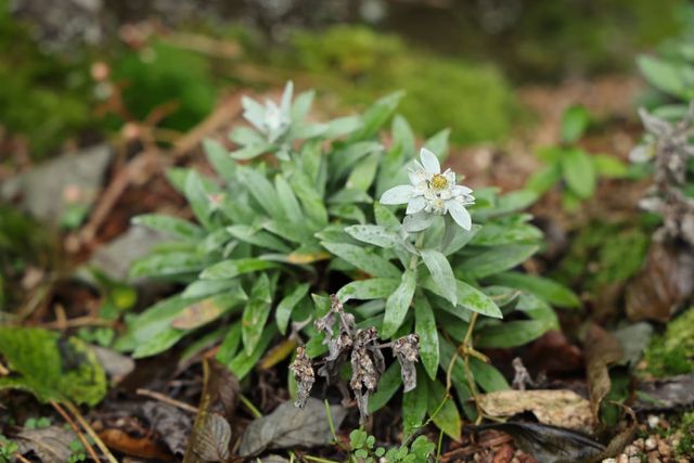 한라솜다리 자료사진. / 국립생태원 이형종