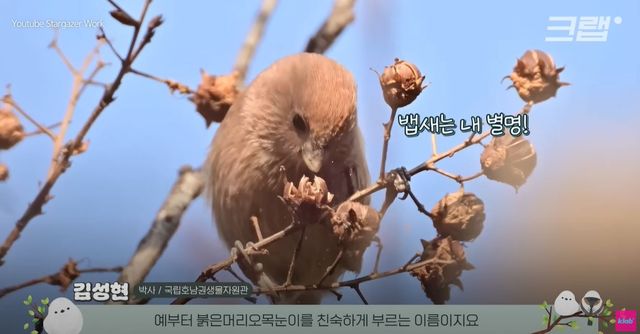 기사 이해를 돕기 위한 붉머리오목눈이 자료 사진 / '크랩 KLAB' 유튜브