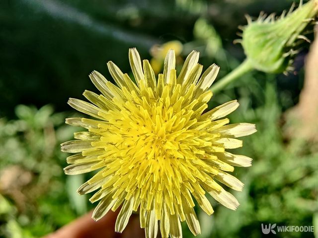 방가지똥 꽃. / najeebbajauri-shutterstock.com