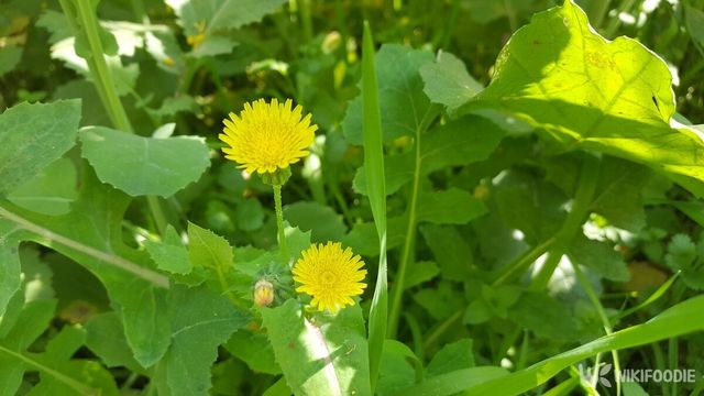 방가지똥. / Zeeshan Akhtar A-shutterstock.com