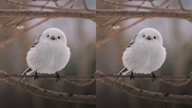 기사 이해를 돕기 위한 흰머리오목눈이 자료 사진 / '크랩 KLAB' 유튜브