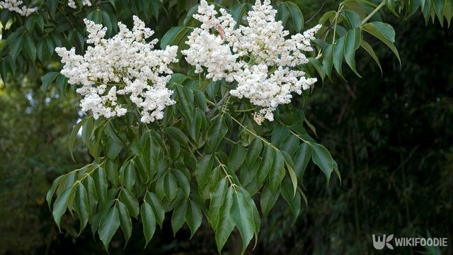 합다리나무 꽃. / COULANGES-shutterstock.com