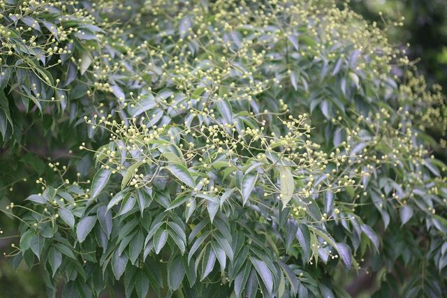 합다리나무. / 국립생물자원관