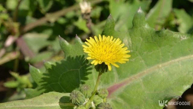 방가지똥 꽃. / Bhupinder Bagga-shutterstock.com