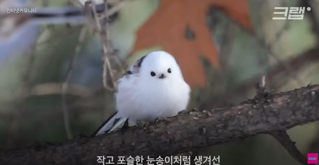 기사 이해를 돕기 위한 흰머리오목눈이 자료 사진 / '크랩 KLAB' 유튜브