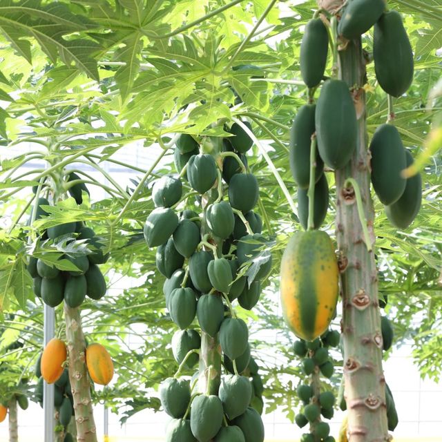 스위탄 파파야 자료사진. / 스위탄 파파야 인스타그램