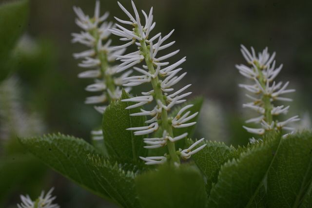홀아비꽃대 / 국립생물자원관