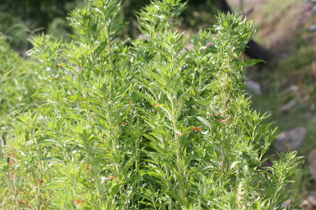 달맞이꽃 / 국립생물자원관