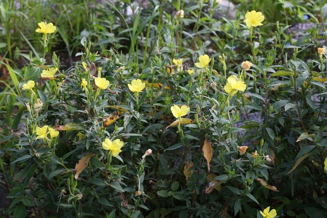 달맞이꽃 / 국립생물자원관