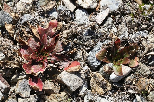 달맞이꽃 순 / 국립생물자원관