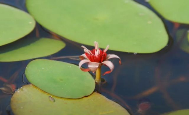 순채 꽃. / 유튜브 채널 '강교수의 자원식물'