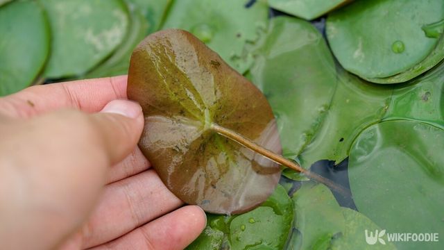순채 자료사진. / JIANG TIANMU-shutterstock.com