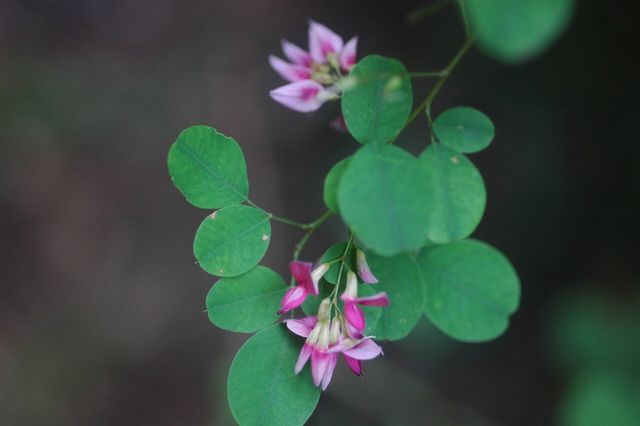 싸리 / 국립생물자원관