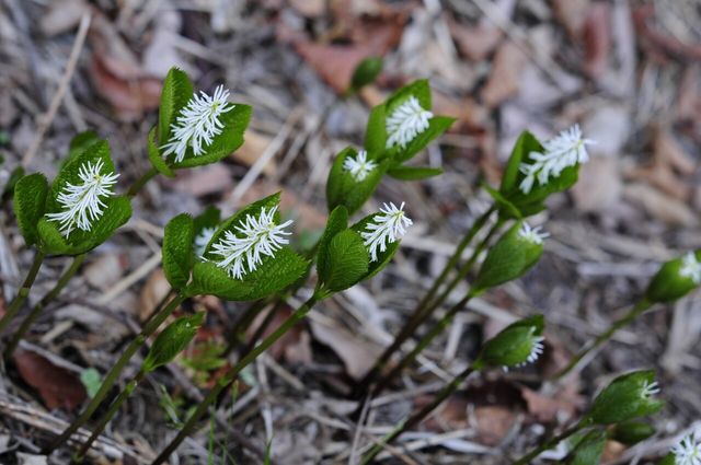 홀아비꽃대 / '청산별곡TV' 국립생물자원관