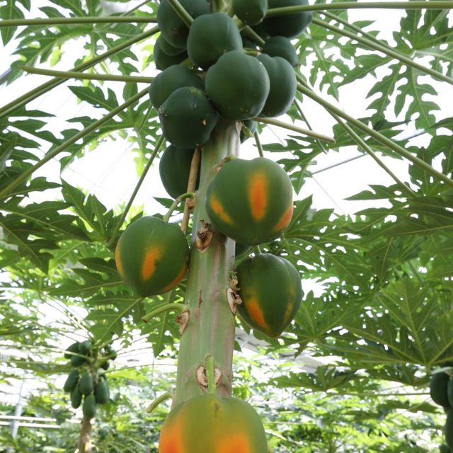 스위탄 파파야 자료사진. / 스위탄 파파야 인스타그램