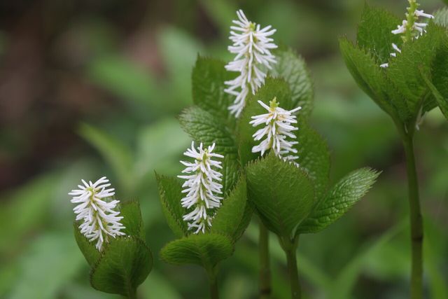 홀아비꽃대 / 국립생물자원관