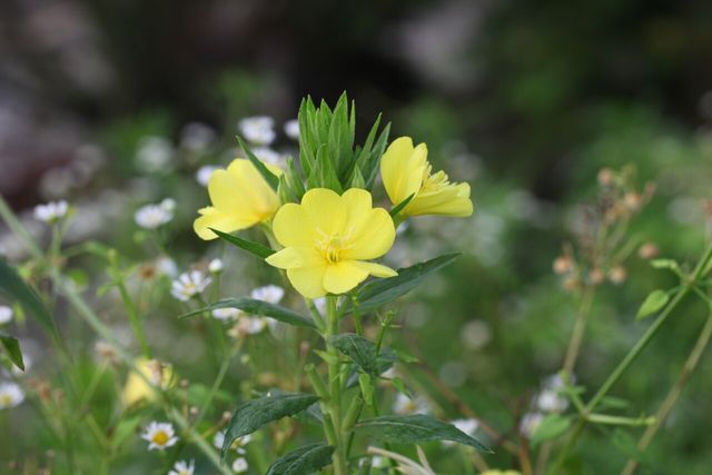달맞이꽃 / 국립생물자원관